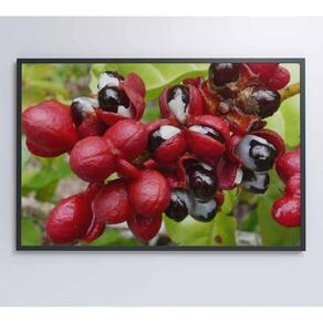 Quadro Guaraná Selvagem Amazônia 60x40 Cm Vidro Impresso