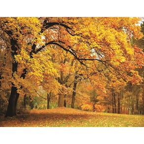 Fundo Fotográfico Em Tecido Floresta No Outono 2,80X150.