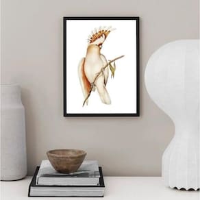Quadro Decorativo Passarinho Cacatua 45X34Cm - Com Vidro