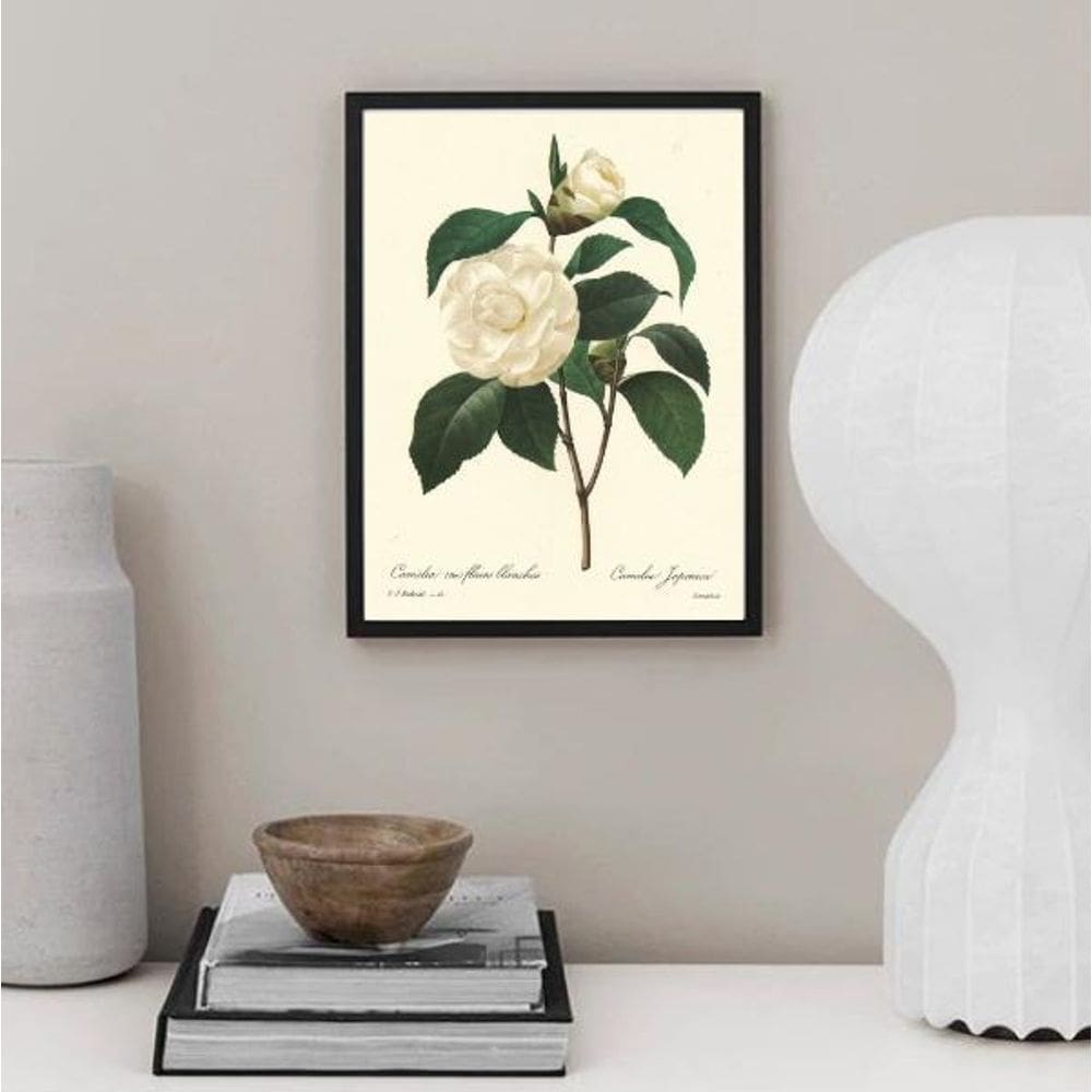 Quadro Botânica Flor Camélia 45X34Cm