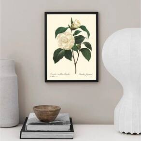 Quadro Botânica Flor Camélia 24X18Cm - Com Vidro