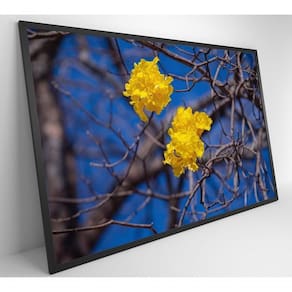 Quadro Flores De Ipê Amarelo Em árvore Do Cerrado Medidas 80x120 Cm Tipo De Impressão Vidro Acrílico