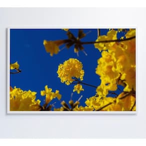 Quadro árvore Ipê Amarelo No Céu Azul Medidas 40x60 Cm Impressão Tecido Canvas