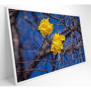 Quadro Flores De Ipê Amarelo Em árvore Do Cerrado Medidas 60x90 Cm Impressão Adesivo Fotográfico