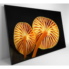 Quadro Cogumelo Da Amazônia Medidas 60x40 Cm Impressão Vidro Acrílico