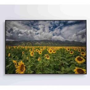 Quadro Campo De Girassóis Medidas 90x60 Cm Impressão Tecido Canvas