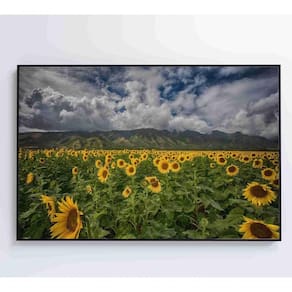 Quadro Campo De Girassóis Medidas 120x80 Cm Impressão Vidro Acrílico