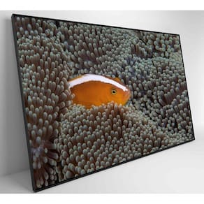 Quadro Peixe Palhaço Em Anêmona No Mar Medidas 60x40 Cm Tipo De Impressão Adesivo Fotográfico