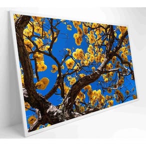 Quadro Ipê Amarelo Em árvore Do Cerrado Medidas 40x60 Cm Tipo De Impressão Adesivo Fotográfico