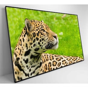 Quadro Onça Pintada No Pantanal Medidas 60x40 Cm Impressão Adesivo Fotográfico