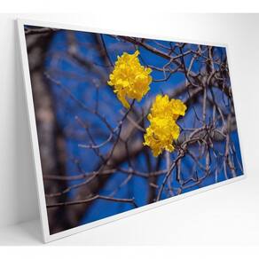 Quadro Flores De Ipê Amarelo Em árvore Do Cerrado Medidas 40x60 Cm Tipo De Impressão Tecido Canvas
