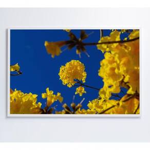Quadro árvore Ipê Amarelo No Céu Azul Medidas 80x120 Cm Impressão Adesivo Fotográfico