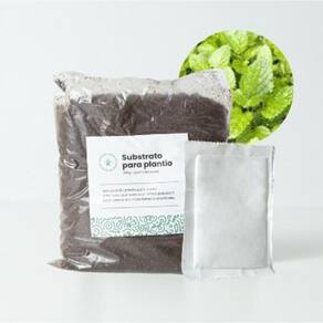 Sementes de Ervas para Cultivar | Sanchz Design 16x11x6cm