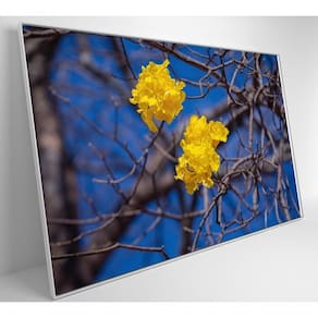 Quadro Flores De Ipê Amarelo Em árvore Do Cerrado Medidas 80x120 Cm Tipo De Impressão Tecido Canvas