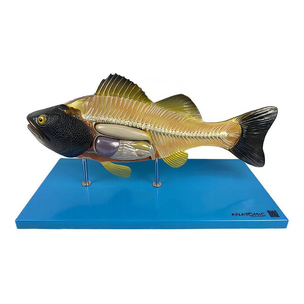 Anatomic - Anatomia do Peixe