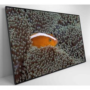 Quadro Peixe Palhaço Em Anêmona No Mar Medidas 60x40 Cm Tipo De Impressão Tecido Canvas