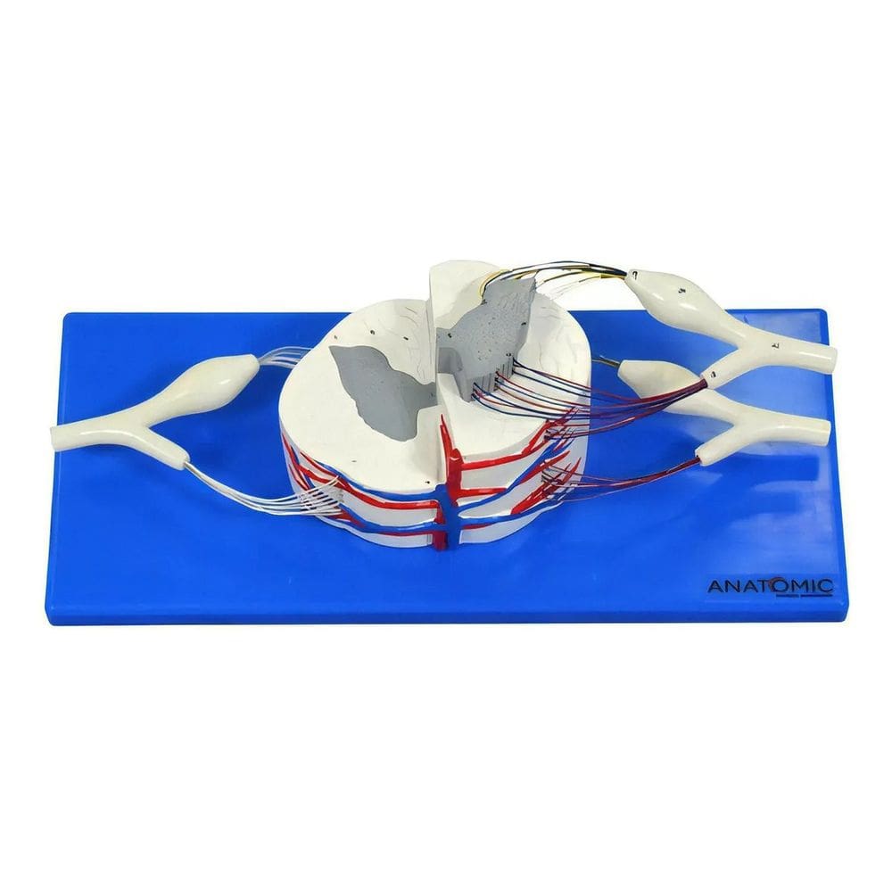 Anatomic - Medula Espinhal Ampliada
