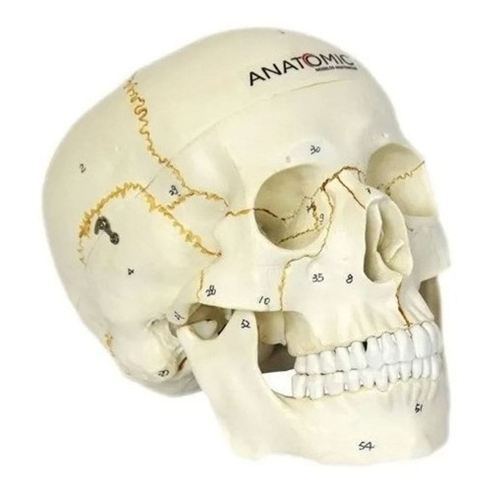 Cranio Em 2 Partes Numerado Mandibula Articulada Anatomic