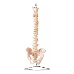 Coluna Vertebral Flexível Tamanho Natural Real Anatomia Prol