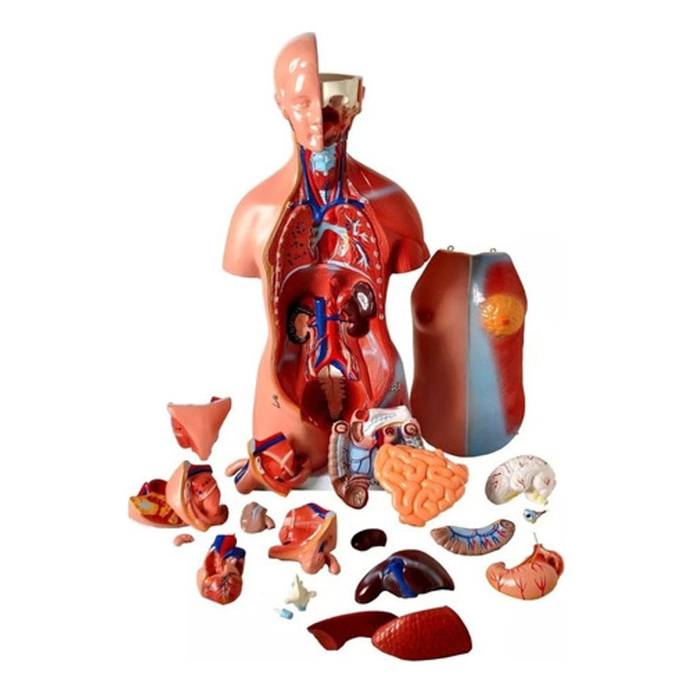 Torso De 45cm Bissexual/assexuado Coluna Exposta 25 Partes