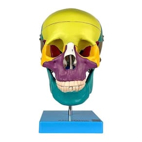 Cranio Didatico Colorido Tamanho Natural 5 Partes Anatomic