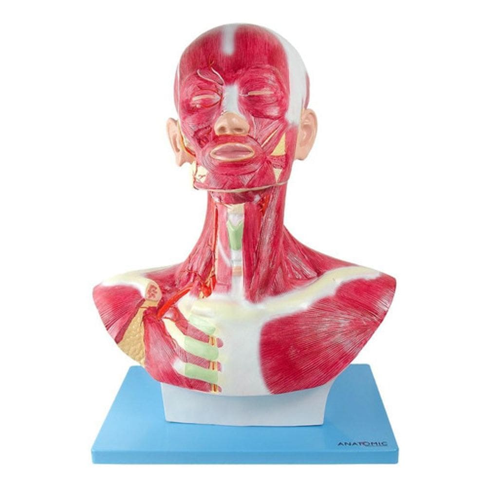 Cabeça Humana Pescoço C/ Musculos Tamanho Real Anatomi 46cm