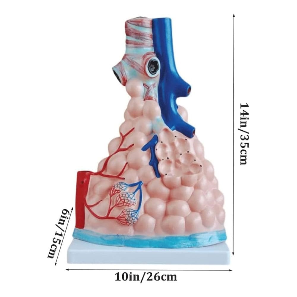 Anatomic - Alvéolos Pulmonares Ampliado
