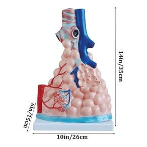 Anatomic - Alvéolos Pulmonares Ampliado