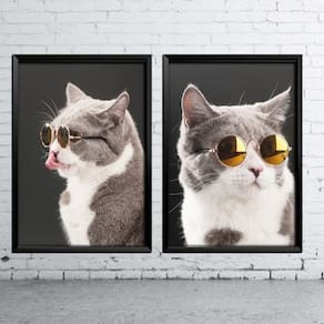 Kit De 2 Quadros Gato De Óculos A4