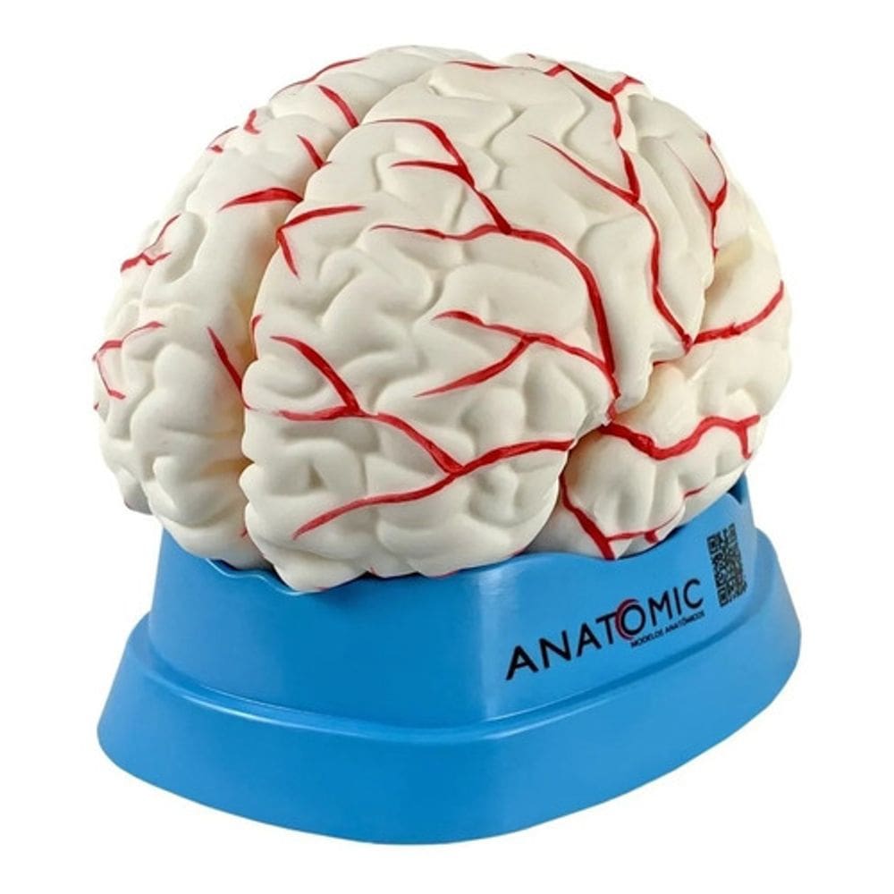 Cerebro Anatomico 8 Partes Ampliado Com Artérias Em Resina