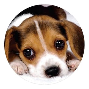 Capa De Estepe Ecosport Aircross Crossfox Dog Distraído