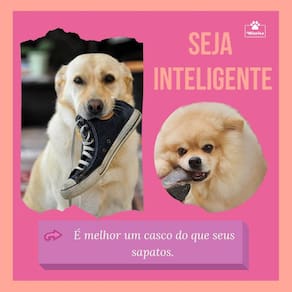 Kit Miazita Mordedores Naturais 2 Chifres + 2 Cascos