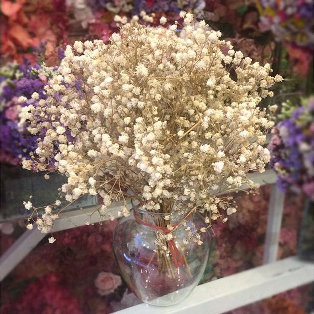 Kit 6 Mini Buquês de Gypsophila mosquitinho
