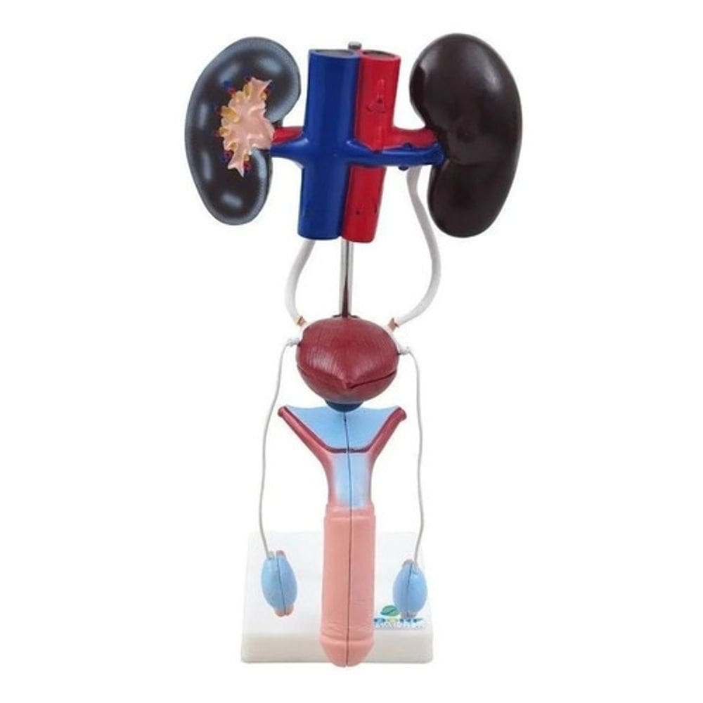 Sistema Urinario Masculino Em 9 Partes Modelo Anatomico