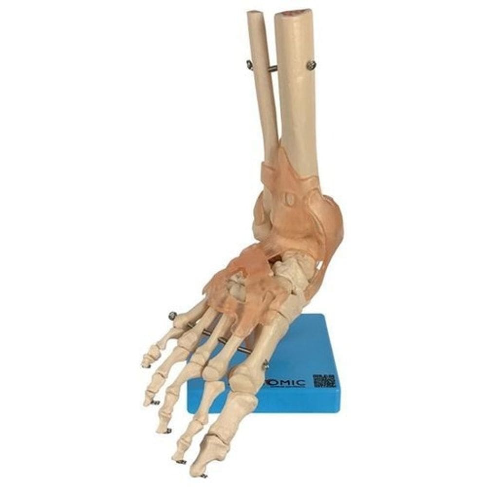 Modelo Articulação Do Pé Com Ligamentos Tamanho Natural