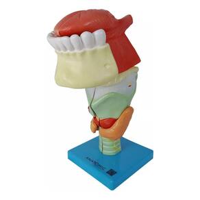 Laringe Ampliada Com Arcada Língua 9 Partes Modelo Anatomic