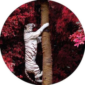 Capa De Estepe Ecosport Aircross Tigre Branco Floresta