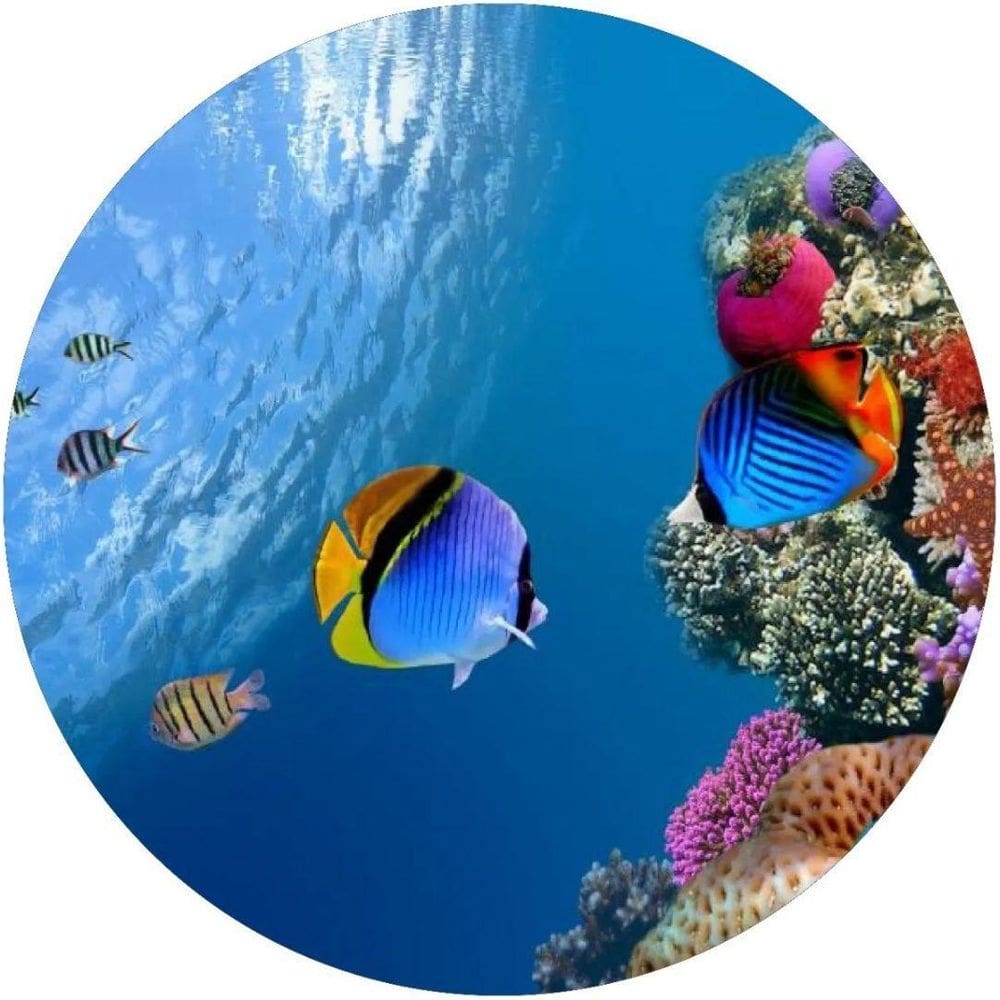 Capa De Estepe Ecosport Crossfox Peixes Exóticos