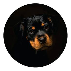 Capa De Estepe Ecosport Aircross Crossfox Rottweiler 2