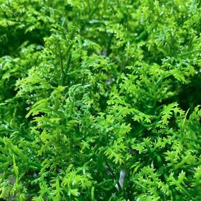 Jardim Vertical Cipreste Gg054a Pack 4pç / 1m² Cipreste