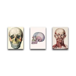 Kit 3 Placas Decorativas Caveiras Anatomia Corpo Humano