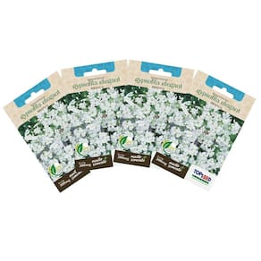 4X Sementes de Gypsofila Elegant Branca TOPSEED