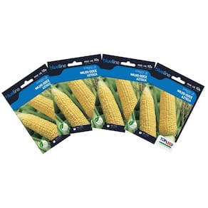 4X Sementes de Milho Doce Azteca Blueline TOPSEED