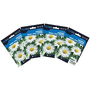 4X Sementes de Margarida Branca Blueline TOPSEED