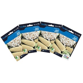 4X Sementes de Milho de Pipoca Blueline TOPSEED