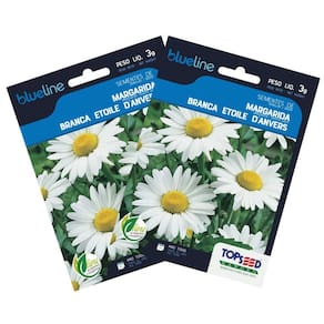 2X Sementes de Margarida Branca Blueline TOPSEED