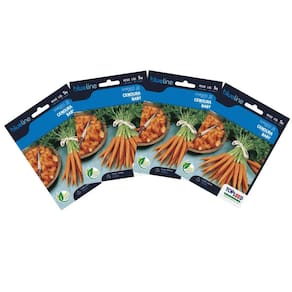 4X Sementes de Cenoura Baby Blueline TOPSEED