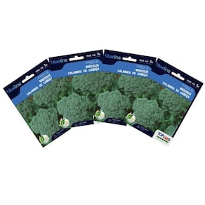4X Sementes de Brócolis Calabrês de Cabeça Blueline TOPSEED