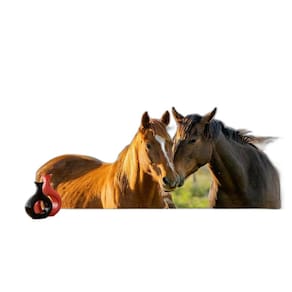 Papel De Parede Animais Casal Cavalos Fazenda 3,5M Anm305