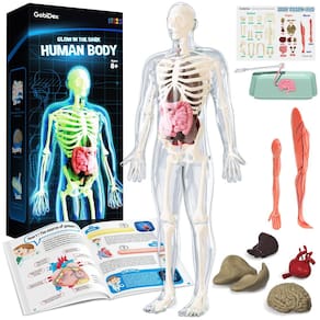 Modelo de anatomia: esqueleto de corpo humano Gobidex, 40 peças, 33 cm